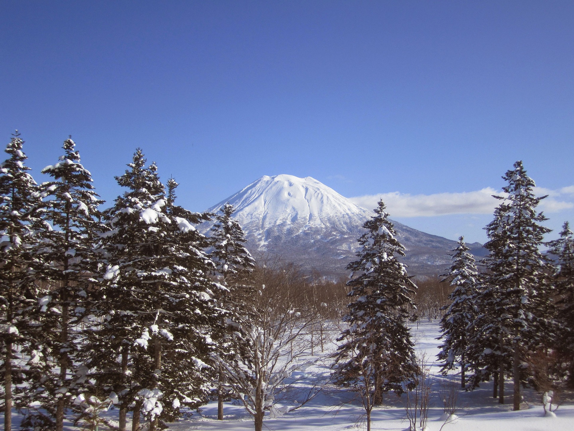 遠處的羊蹄山被白雪覆蓋，前方是一排排積雪的松樹，天空晴朗湛藍。